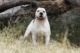 BOULEDOGUE AMERICAIN 076